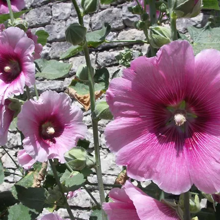 Carline * 拉弗洛特